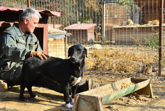 TRINCHEN - seit Oktober 2018 im Tierheim - reserviert THL DR (GC)