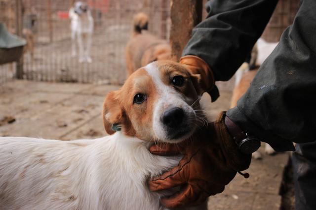 ZANKI - reserviert Dog Rescue / Tierhilfe Lebenswert e.V. (MP)