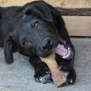 GÖTE - langweilt sich so sehr im Tierheim