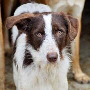 ALBUS -  -- ist entweder wieder abgeholt worden oder nach England adoptiert worden.