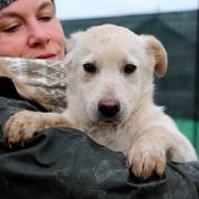 BASIL - reserviert Casa Animale / NaTiNo