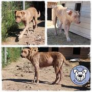 WILLIAM* - Hautprobleme - reserviert Casa Animale / NaTiNo