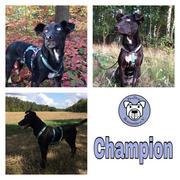 Champion in 31084 Freden OT -- reserviert