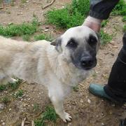 FINLEY* - reserviert Hamburger Tierschutzverein