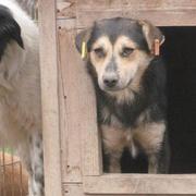 FLIPP - reserviert Tiere brauchen Freunde e.V.