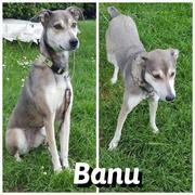 BANU in 52393 Hürtgenwald