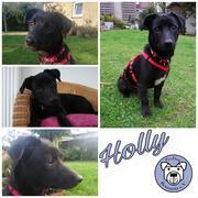 Holly in 35469 Allendorf *reserviert*