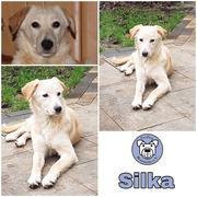 Silka in 50226 Frechen RESERVIERT