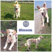 Simona in 48565 Steinfurt  reserviert