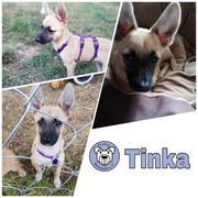 Tinka in 56377 Nassau reserviert