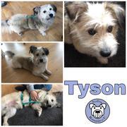 Tyson in 64409 Messel (reserviert AKr)