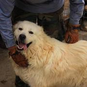 URSO - Pflegestelle gesucht, Rettungspate vorhanden - seit Dezember 2018 im Tierheim