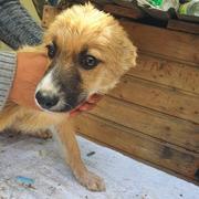 ESTEBAN - reserviert Second Chance Dogs