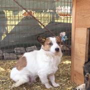 HUCKLEBERRY - reserviert Tiere in Not Odenwald