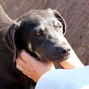 TWIZLE - sehr zutraulich - WEIMARANER - reserviert Silke