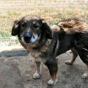 LUDMILLA  Reserviert Tierheim Burgdorf ANNA