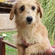 FELINA - reserviert Second Chance Dogs