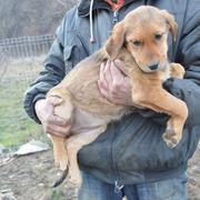 JULIANE  reserviert Tierheim Koblenz