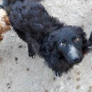 PEDRO - reserviert Tierheim Ahrweiler