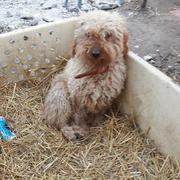 HUBI  reserviert Tierheim Koblenz