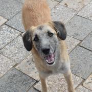 PEBBLES - reserviert Hamburger Tierschutzverein