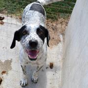 RONKA - reserviert Hamburger Tierschutzverein