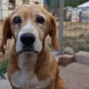 MARVIN - reserviert Tierheim Koblenz