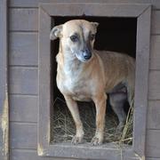 BERNADETTE - reserviert Tierheim Koblenz