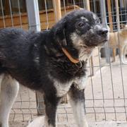 FREDDY - reserviert Tierheim Rüsselsheim