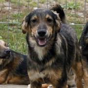 DRAGUT - reserviert Hundehilfe Salzgitter