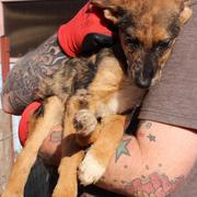 MILKA - reserviert Tierheim Koblenz