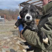 USCHI reserviert für Pflegestelle (Dr)