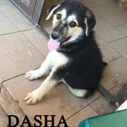 DASHA - reserviert Tierheim Tuttlingen