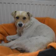 ALICE - reserviert Tierheim Tuttlingen