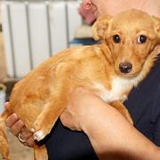 PEACHES - bleibt klein - reserviert 4Animals