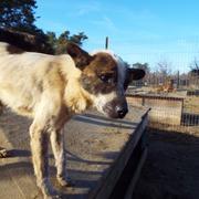 ELARD*  reserviert Hamburger Tierschutzverein