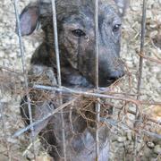 CASPAR* - reserviert Hamburger Tierschutzverein