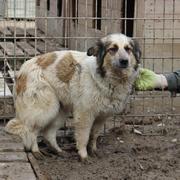 HEIDE - reserviert Tierheim Koblenz