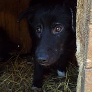 MILWA* - Demodex Anfangsstadium  - reserviert für Casa Animale (Ti)