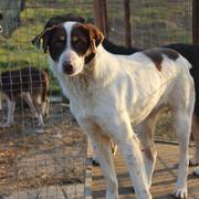 FEODOR* - reserviert Hamburger Tierschutzverein