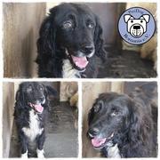 SMILIE* - reserviert TINO (P.)