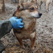 GINNI* - reserviert Hamburger Tierschutzverein