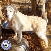 CHICO - reserviert Tierheim Ahrweiler