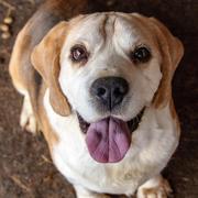 GEORGE - reserviert Hamburger Tierschutzverein