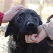 SAPHIRA - Mobbingopfer - reserviert Hamburger Tierschutzverein