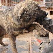 VIOLA* - reserviert Tiere in Not Odenwald