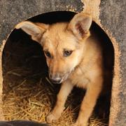 FARINA - reserviert Tiere in Not Odenwald