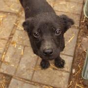 LISSY - reserviert Tierhilfe Lebenswert