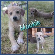 MOOKIE - reserviert PS G.