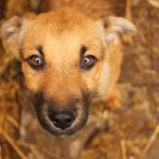 JACKY - reserviert Tierheim Burgdorf